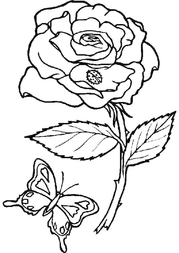 una classe coloring pages of a rose - photo #19