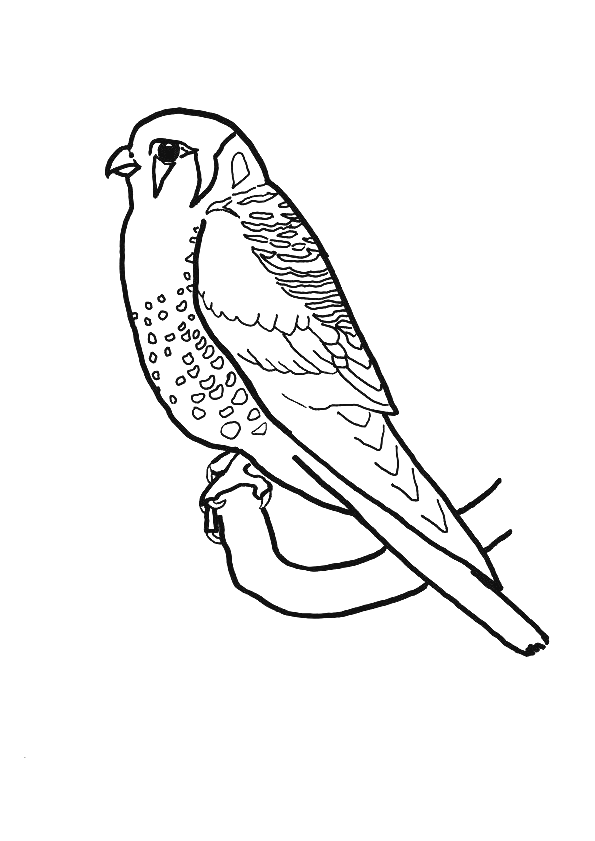 Coloriage Oiseau Perruche - Hugolescargot.com